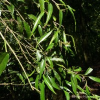 Pothos remotiflorus Hook.